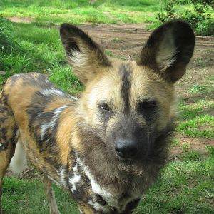 Painted dog