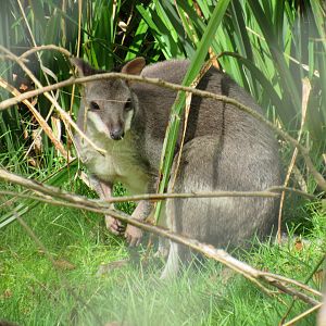 Dusky pademelon