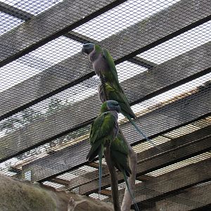 Lord Derby’s parakeet