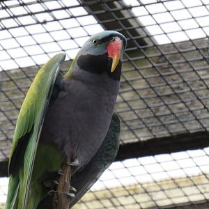 Lord Derby’s parakeet