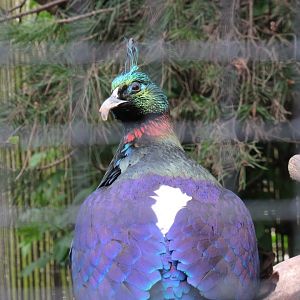 Himalayan monal