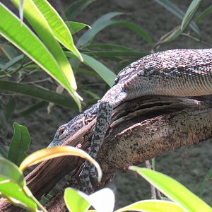 Blue-spotted tree monitor