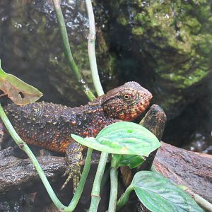 Chinese crocodile lizard