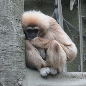 Lar gibbon