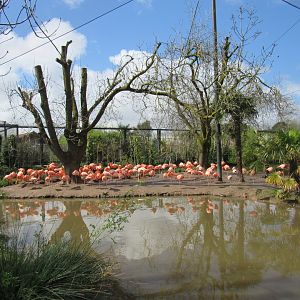 Latin American Wetland Aviary