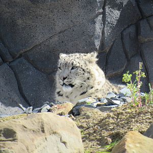 Snow leopard - Yashin
