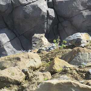 Snow leopard - Yashin