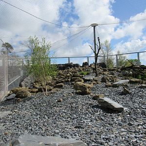 Snow leopard enclosure