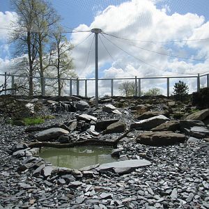 Snow leopard enclosure