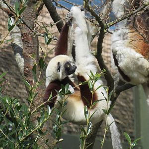 Coquerel’s sifaka