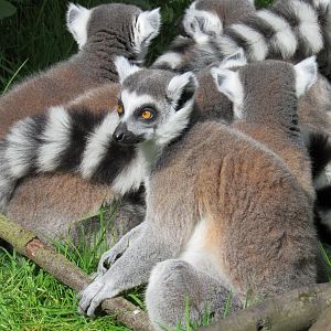 Ring-tailed lemur
