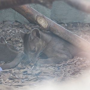 Fossa