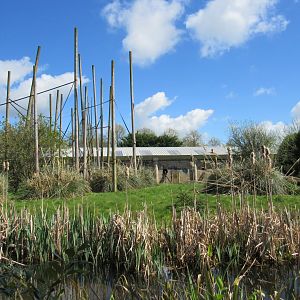 Roloway monkey enclosure