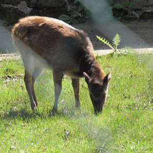 Philippine spotted deer