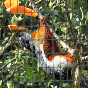 Prevost’s squirrel