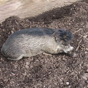 Visayan warty pig
