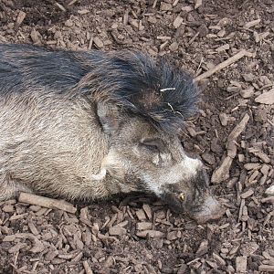Visayan warty pig