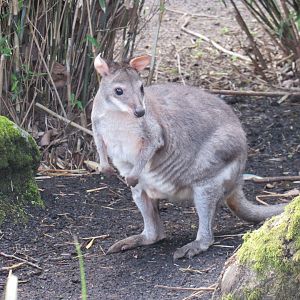 Dusky pademelon