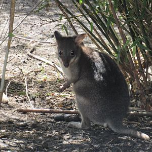 Dusky pademelon joey