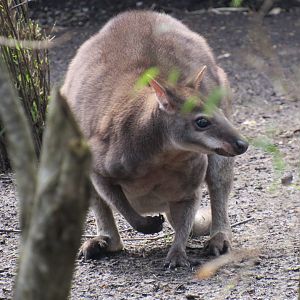 Dusky pademelon