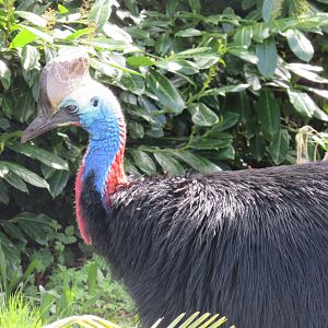 Southern cassowary