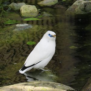 Bali myna