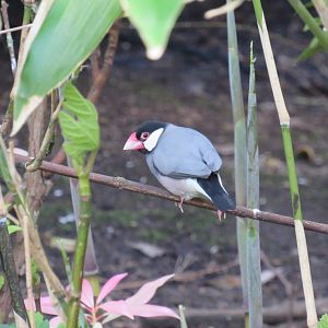 Java sparrow