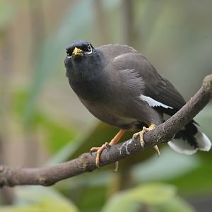 Common Myna Acridotheres tristis