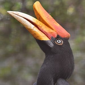 Rhinoceros HornbillBuceros rhinoceros