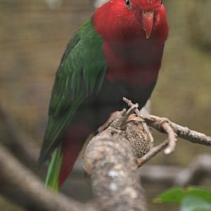 Stella's Lorikeet Charmosyna stellae
