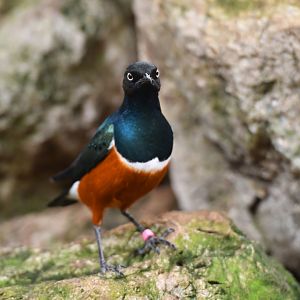 Superb Starling Lamprotornis superbus