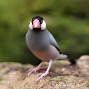 Java Sparrow Lonchura oryzivora
