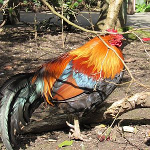 Red junglefowl