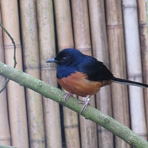White-rumped shama