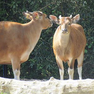 Javan banteng