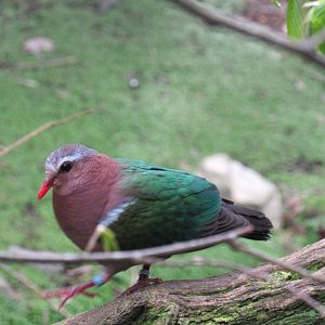 Emerald dove