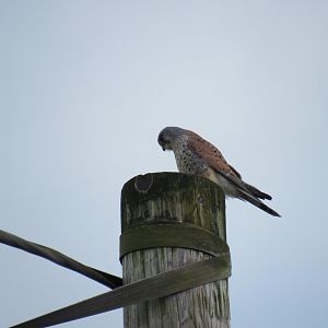 Kestral