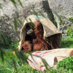 Sumatran orangutan