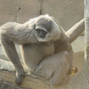 Javan gibbon