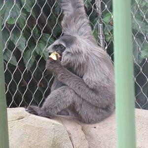 Javan gibbon