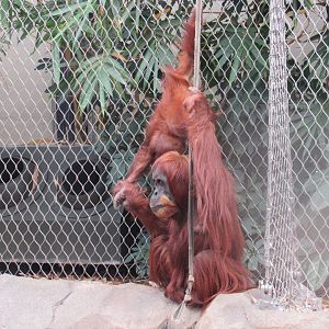 Sumatran orangutan