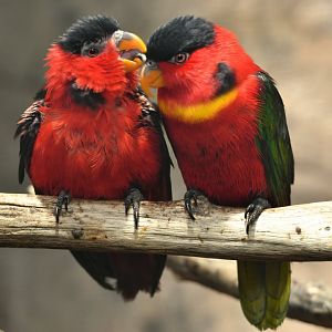 Yellow-bibbed Lory Lorius chlorocercus