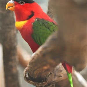 Yellow-bibbed Lory Lorius chlorocercus