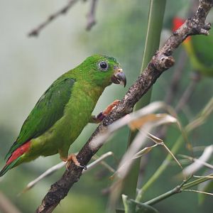 Blue-crowned Hanging-Parrot Loriculus galgulus