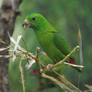 Blue-crowned Hanging-Parrot Loriculus galgulus