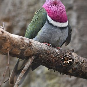 pink-headed fruit dove (Ptilinopus porphyreus)