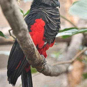Pesquet's Parrot Psittrichas fulgidus