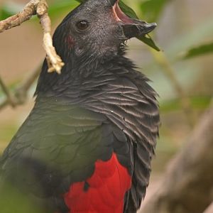 Pesquet's Parrot Psittrichas fulgidus