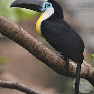 Channel-billed Toucan Ramphastos vitellinus