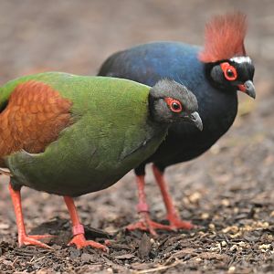 Crested Partridge Rollulus rouloul